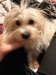 Lost Male Dog last seen Near east 225th st, The Bronx, NY 10466