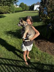 Found/Stray Male Dog last seen 26th and Tanarack, Erie, PA 16509