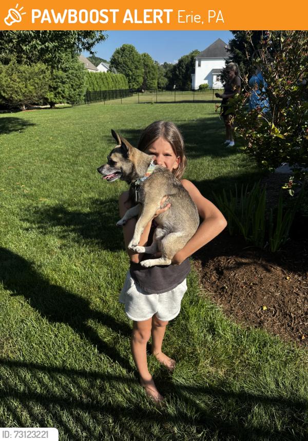 Found/Stray Male Dog last seen 26th and Tanarack, Erie, PA 16509