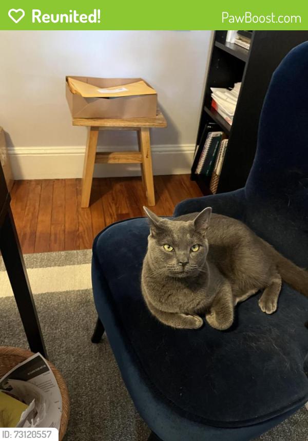 Reunited Male Cat last seen High Ave and Woodland Road, Roslyn, PA 19001