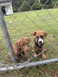 Found/Stray Male Dog last seen Radio Tower Rd, Wilson, NC 27880