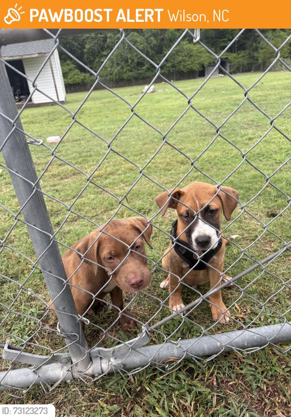 Found/Stray Male Dog last seen Radio Tower Rd, Wilson, NC 27880