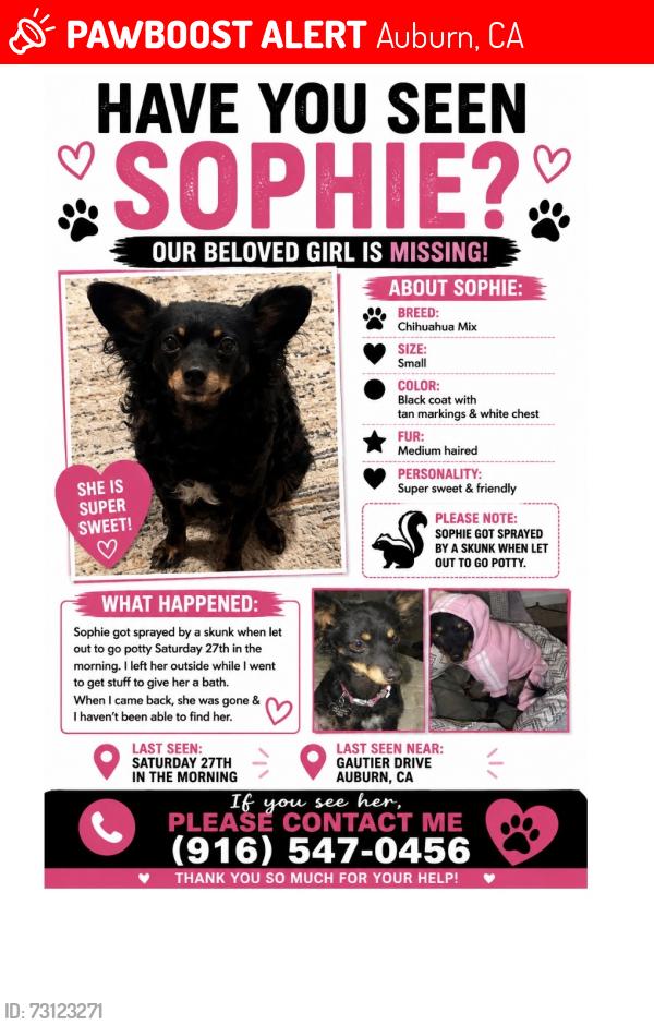 Lost Female Dog last seen Gautier drive Auburn California 95602, Auburn, CA 95602