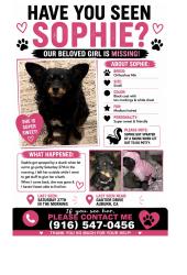Lost Female Dog last seen Gautier drive Auburn California 95602, Auburn, CA 95602