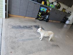 Lost Male Dog last seen railroad tracks, Clearwater, FL 33765