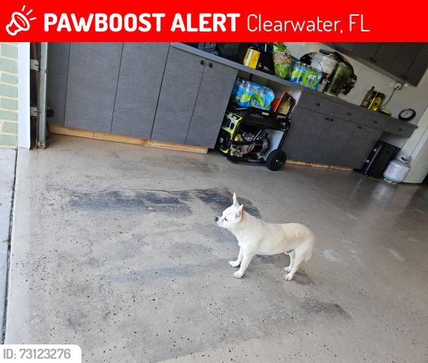 Lost Male Dog last seen railroad tracks, Clearwater, FL 33765