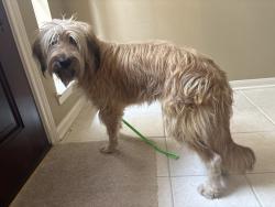 Found/Stray Male Dog last seen Kuykendahl and Woerner, Houston, TX 77068