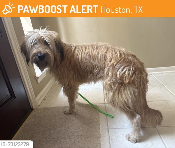 Found/Stray Male Dog last seen Kuykendahl and Woerner, Houston, TX 77068