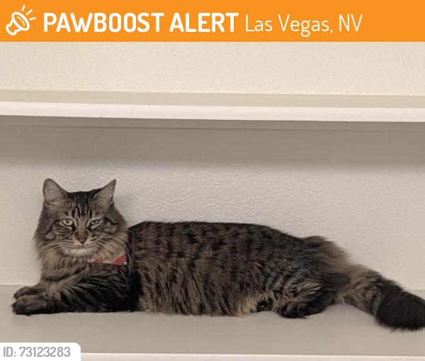 Found/Stray Female Cat last seen Fremont St, Las Vegas, NV 89101
