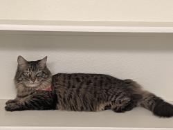 Found/Stray Female Cat last seen Fremont St, Las Vegas, NV 89101