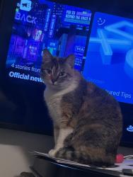 Reunited Female Cat last seen DB TODD JR BLVD/ FAMOSA, Nashville, TN 37208