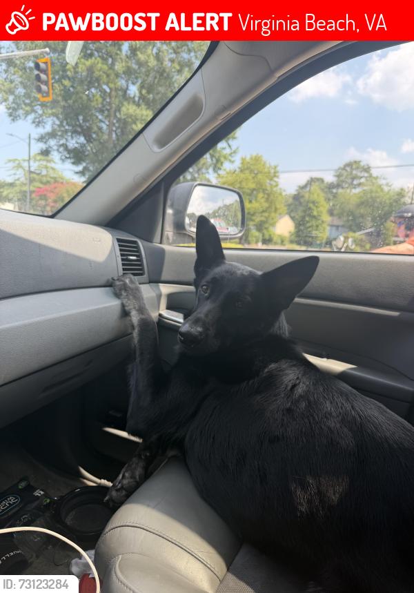 Lost Female Dog last seen Bobalink kamanchie, Virginia Beach, VA 23451