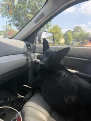 Lost Female Dog last seen Bobalink kamanchie, Virginia Beach, VA 23451