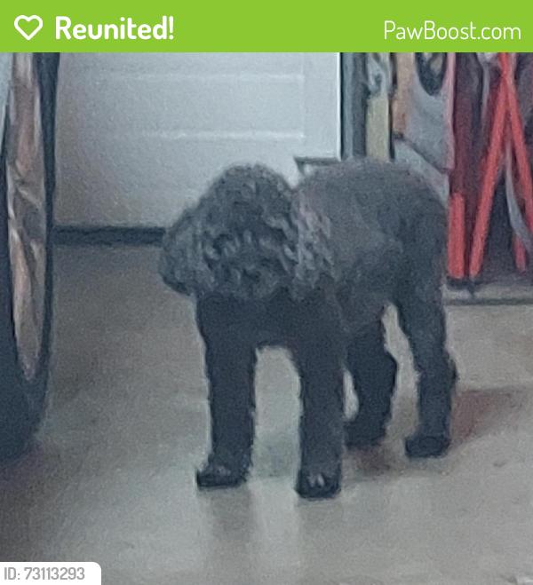 Reunited Male Dog last seen Richardson, Minneapolis, MN 55414