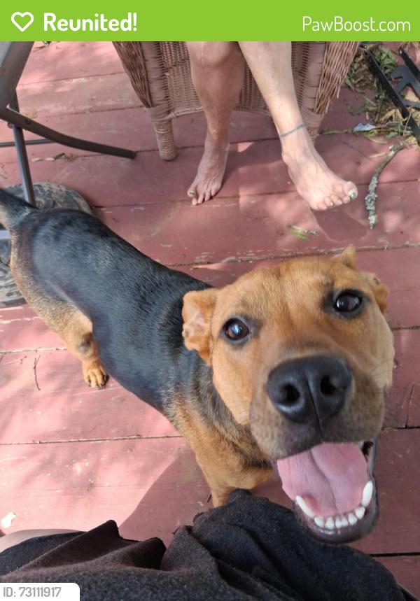 Reunited Male Dog last seen Sardis road bishop st, Union, SC 29379