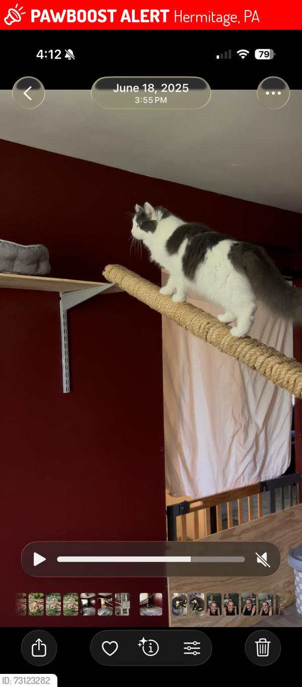 Lost Female Cat last seen Near Clarksville rd, Hermitage, PA 16148