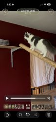 Lost Female Cat last seen Near Clarksville rd, Hermitage, PA 16148