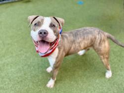 Shelter Stray Male Dog last seen Near South Street, NEW YORK, NY, 10002, 326 E 110th St, New York, NY 10029, USA