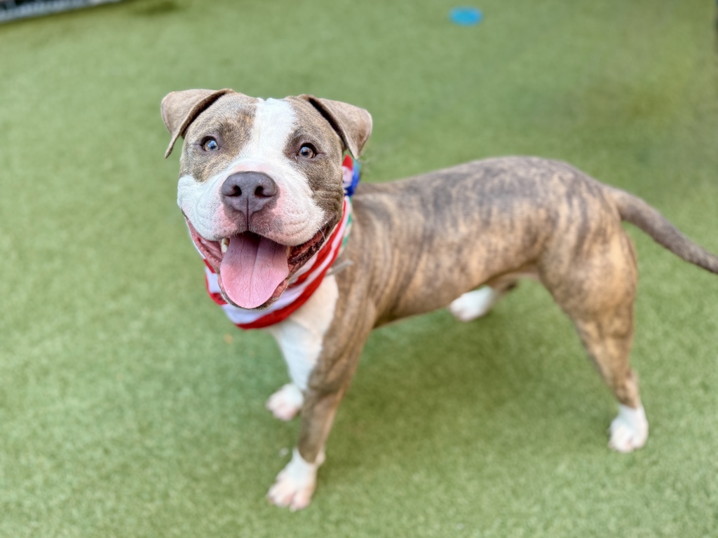 Shelter Stray Male Dog last seen Near South Street, NEW YORK, NY, 10002, 326 E 110th St, New York, NY 10029, USA