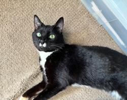 Shelter Stray Male Cat last seen NW 19th/Flanders, OR, 1700 W Historic Columbia River Hwy, Troutdale, OR 97060, USA