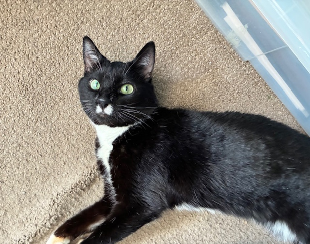 Shelter Stray Male Cat last seen NW 19th/Flanders, OR, 1700 W Historic Columbia River Hwy, Troutdale, OR 97060, USA