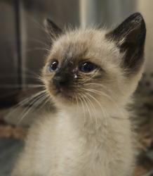 Shelter Stray Male Cat last seen Near Caliente Circle, SAN LEANDRO, CA, 94578, 8323 Baldwin St, Oakland, CA 94621, USA