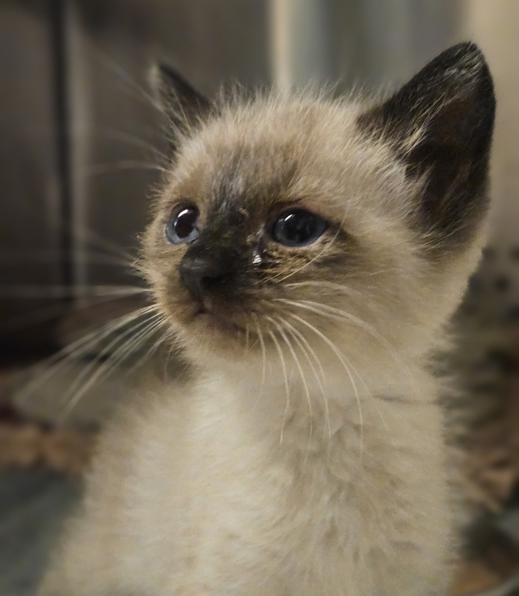 Shelter Stray Male Cat last seen Near Caliente Circle, SAN LEANDRO, CA, 94578, 8323 Baldwin St, Oakland, CA 94621, USA
