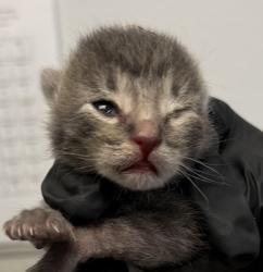 Shelter Stray Male Cat last seen Near Las Palmas, National City, CA, 91950, 5500 Gaines St, San Diego, CA 92110, USA