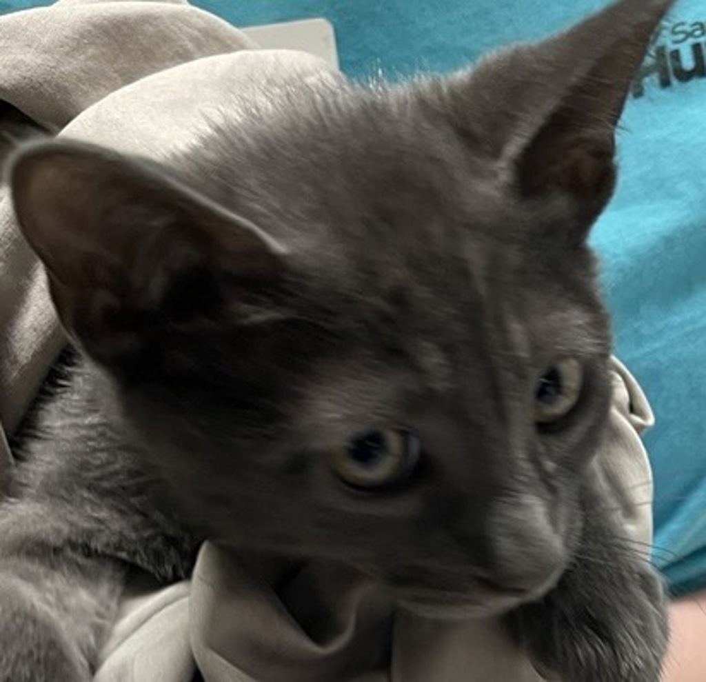 Shelter Stray Male Cat last seen Near N Iris Lane, Escondido, CA, 92026, Escondido, CA 92027, USA