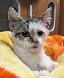 Shelter Stray Female Cat last seen N 1st Street, El Cajon, CA, 92021, El Cajon, CA 92020, USA