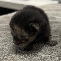 Shelter Stray Female Cat last seen W 9th Avenue, Escondido, CA, 92029, Escondido, CA 92027, USA