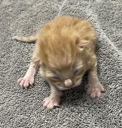 Shelter Stray Male Cat last seen W 9th Avenue, Escondido, CA, 92029, Escondido, CA 92027, USA