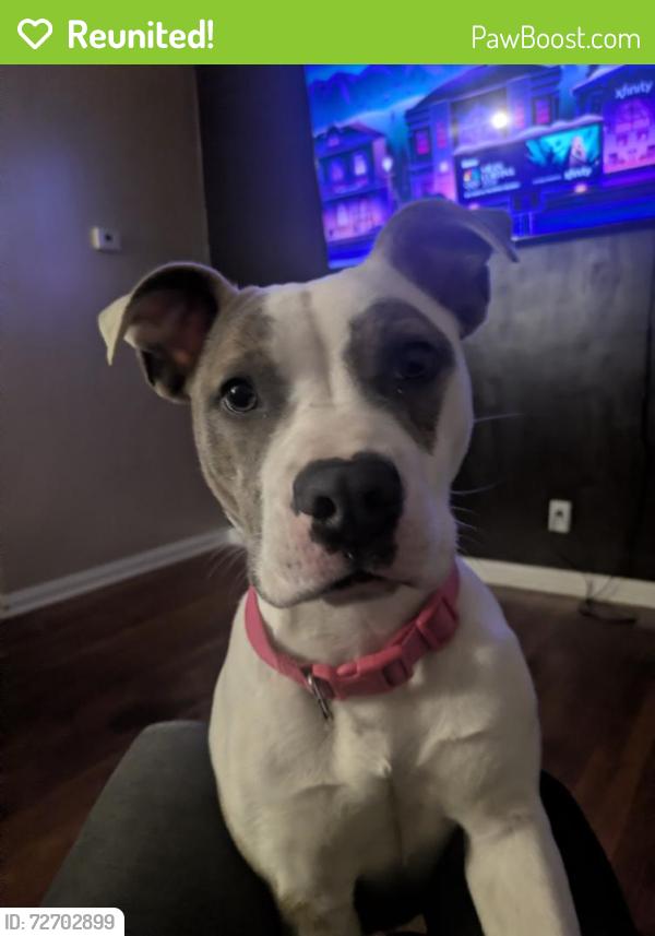Reunited Female Dog last seen Youngstown, OH, USA, Youngstown, OH 44503