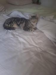 Found/Stray Female Cat last seen Glenwood Rd, DeLand, FL 32720