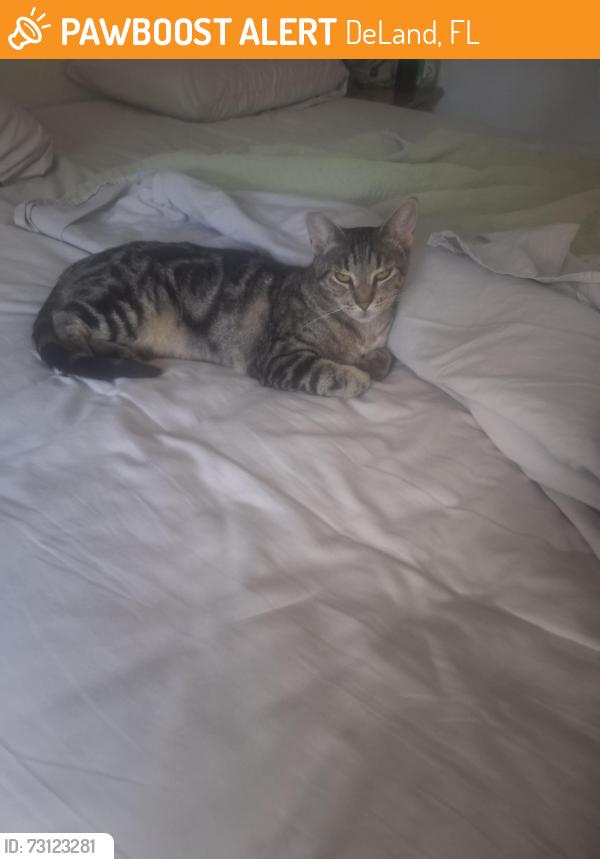 Found/Stray Female Cat last seen Glenwood Rd, DeLand, FL 32720