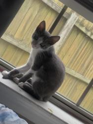 Lost Male Cat last seen Near 910 rue le maison, Marion, AR 72364