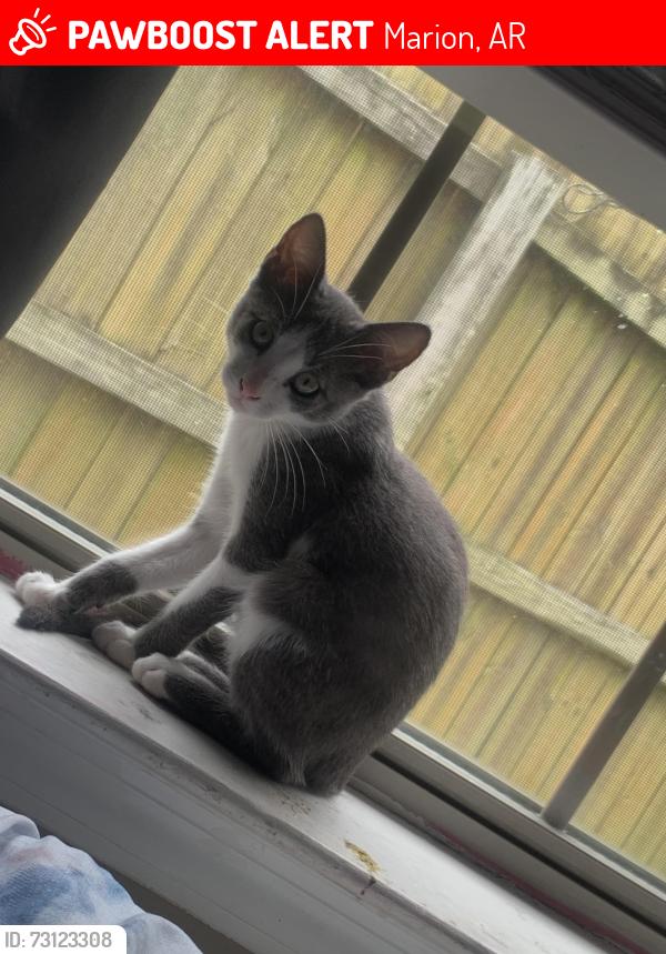 Lost Male Cat last seen Near 910 rue le maison, Marion, AR 72364