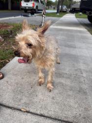 Reunited Male Dog last seen Near NE 8th St hmstd, FL 33033 United States, Homestead, FL 33033