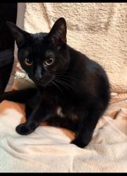 Reunited Male Cat last seen Williams parkway, Rutherford, Brampton, ON 