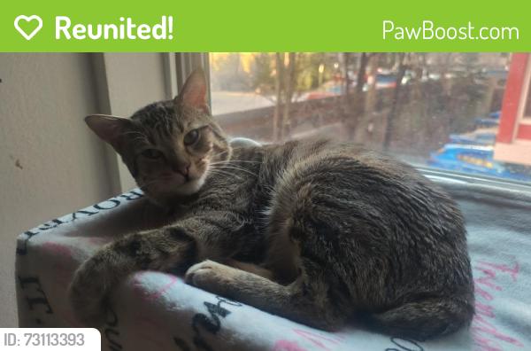 Reunited Male Cat last seen Concordia food mart. 12th and ring mint green jouse, Milwaukee, WI 53206