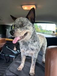 Reunited Unknown Dog last seen Fruitland Road, Hendersonville, NC 28739