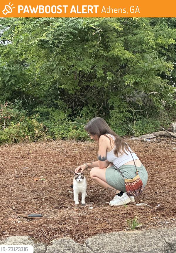 Found/Stray Unknown Cat last seen North view dr. Five points. Near baseball stadium, Athens, GA 30605