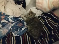 Lost Female Cat last seen Altruria and North Hampton, Memphis, TN 38134