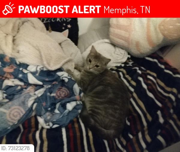 Lost Female Cat last seen Altruria and North Hampton, Memphis, TN 38134