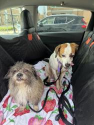 Reunited Female Dog last seen Spicer street, Akron, OH 44317