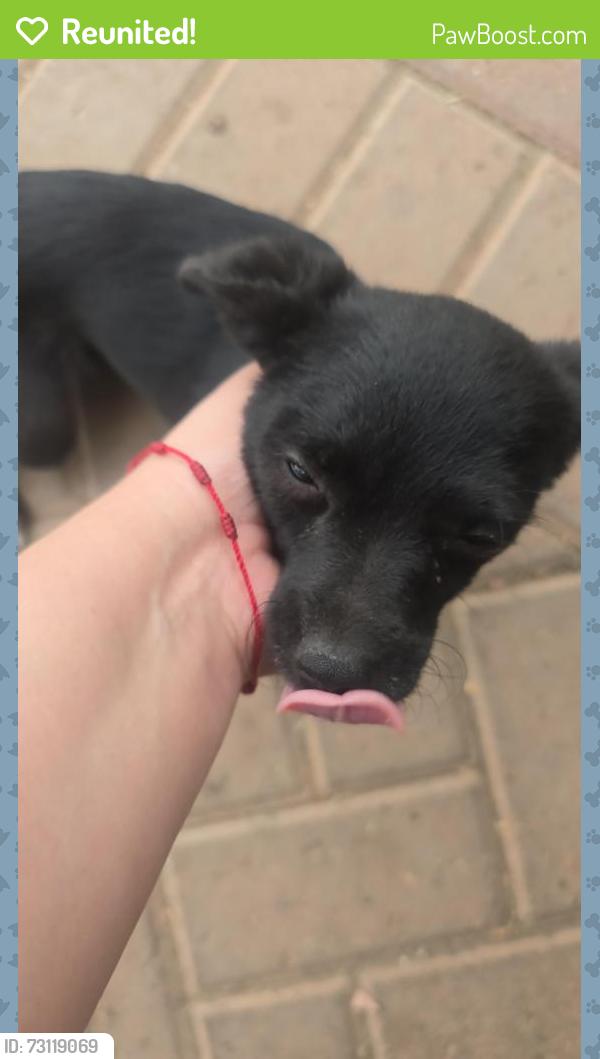 Reunited Female Dog last seen Signal Dr/Phillips blvd, Pomona, CA 91766