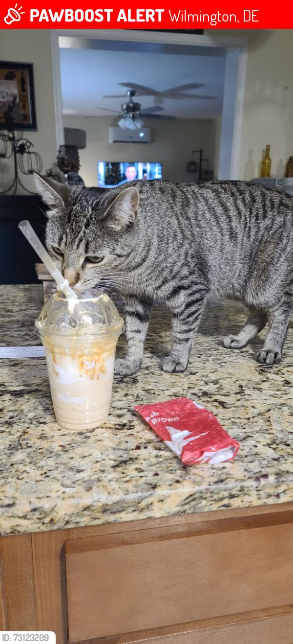 Lost Female Cat last seen Concord Pike, 202, Garden Eden, Jcc, Ymca, Arden, Brandywine YMCA and church lot, Wilmington, DE 19803