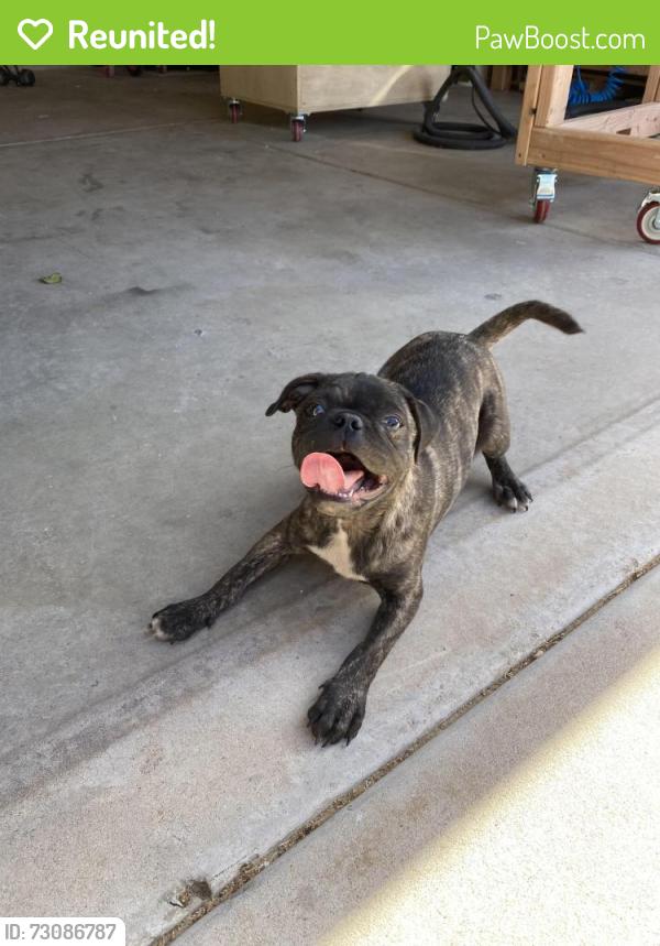 Reunited Male Dog last seen Unser and western trail, Albuquerque, NM 87120
