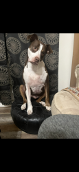 Lost Male Dog last seen 1st and Delaware by Sinclair gas station, Tulsa, OK 74110
