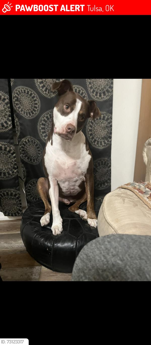 Lost Male Dog last seen 1st and Delaware by Sinclair gas station, Tulsa, OK 74110